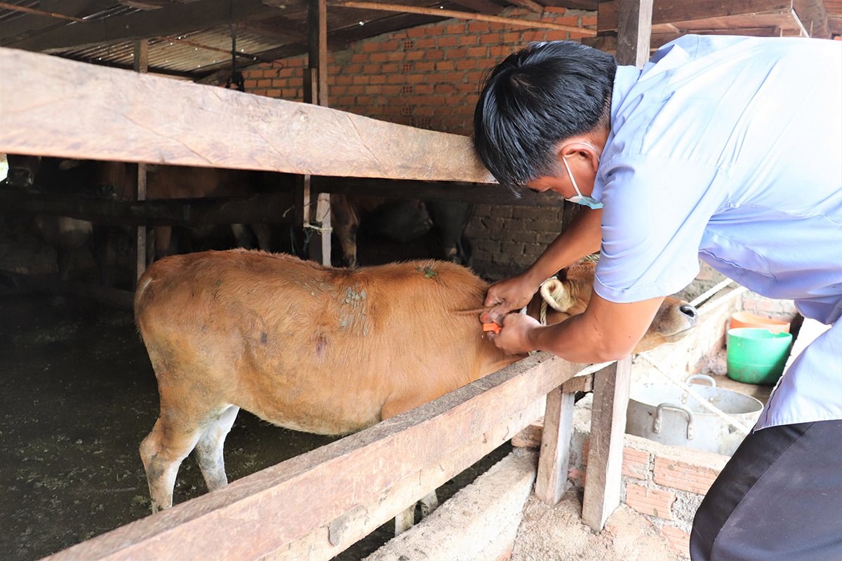 Tổ chức tiêm vắc xin Viêm da nổi cục ở trâu, bò