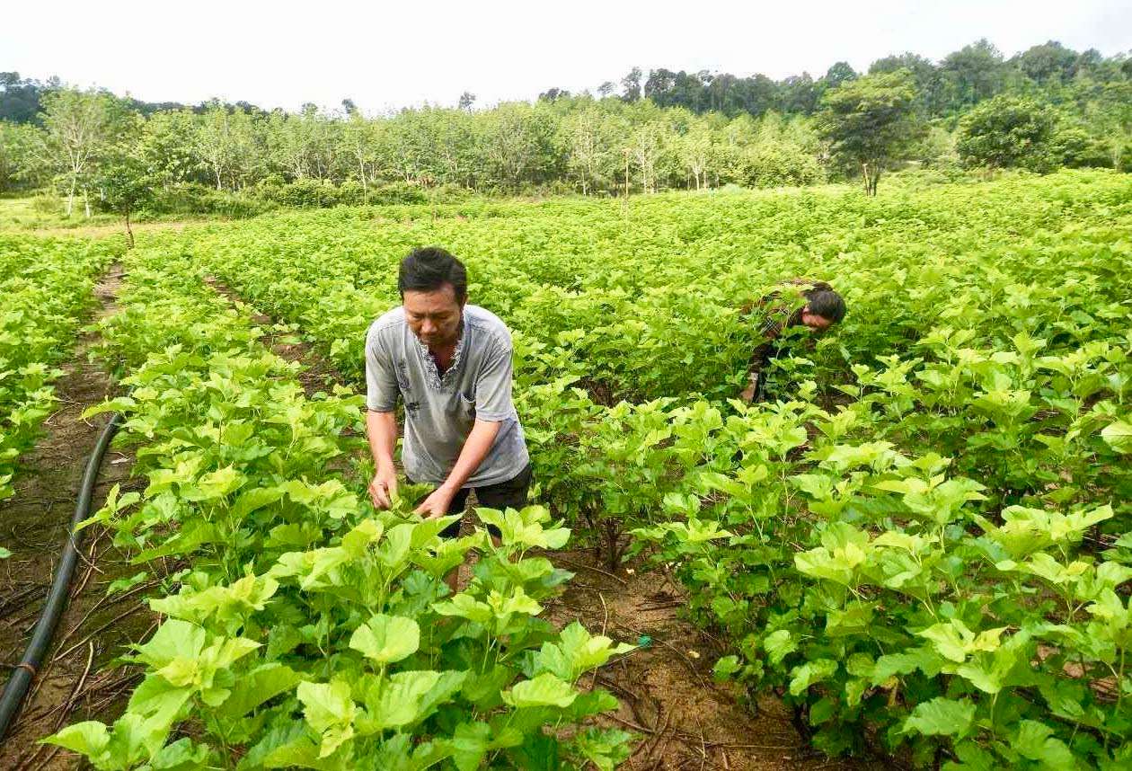 “Điểm tựa” để người dân thoát nghèo ở huyện Ia H’Drai